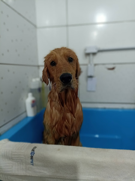 Foto 2 Pets Banho e tosa