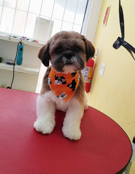 Foto 3 Pets Banho e tosa