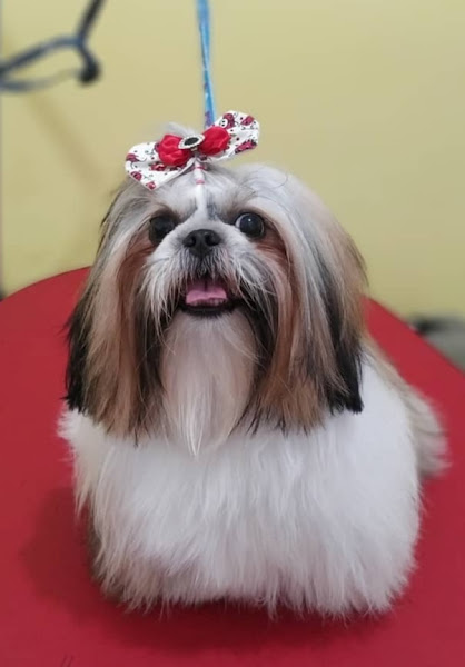 Foto 4 Pets Banho e tosa