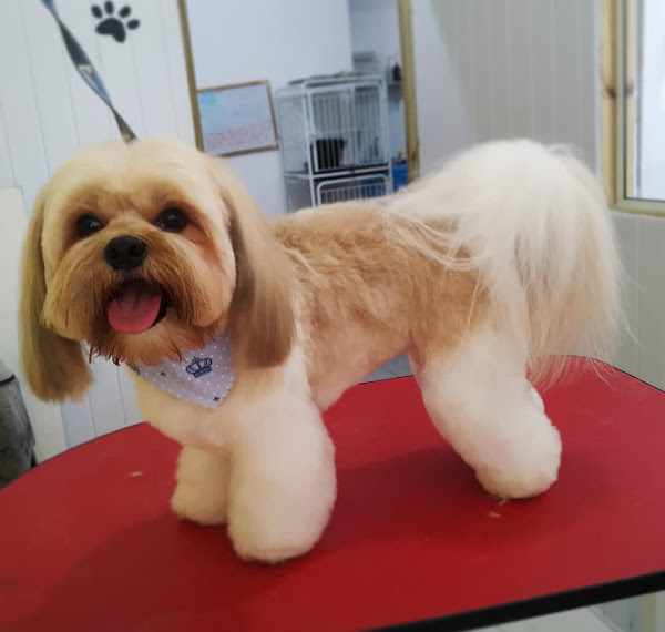 Foto 5 Pets Banho e tosa