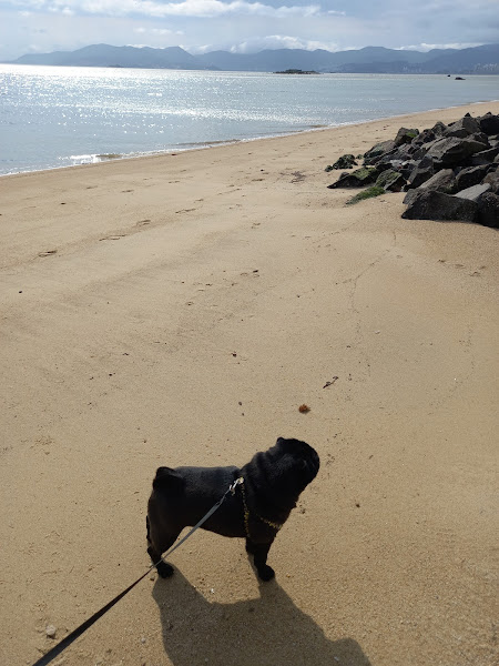 Foto 1 Vettis Clínica Veterinária - Córrego Grande - 24hrs.