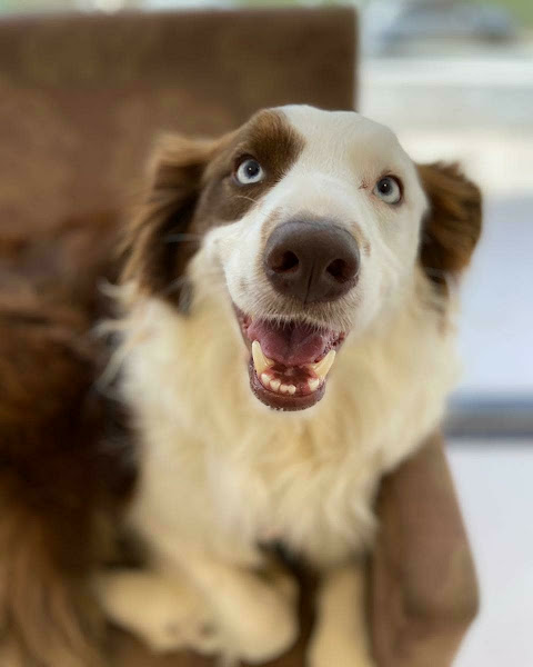 Foto 3 Vettis Clínica Veterinária - Córrego Grande - 24hrs.