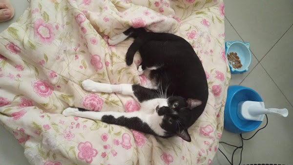 Foto 2 Ilha dos Bichos