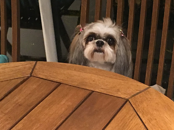 Foto 4 Ilha dos Bichos