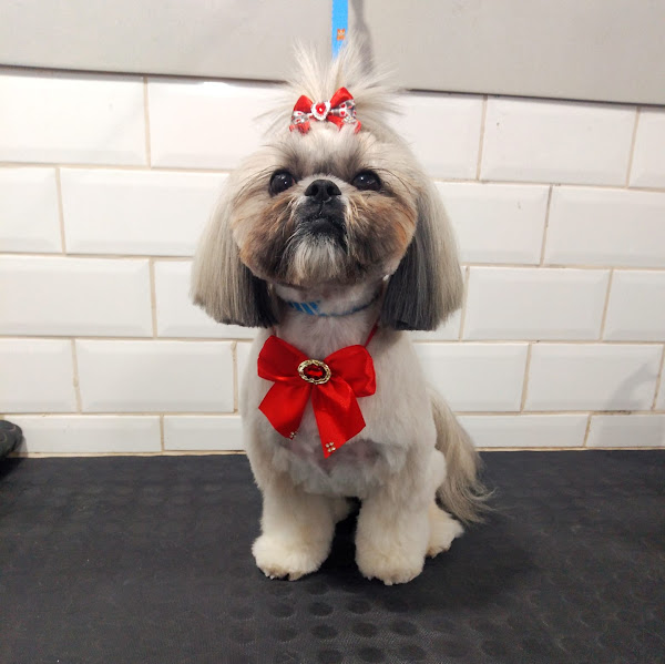 Foto 5 Ilha dos Bichos