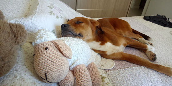 Foto 0 Saúde Animal