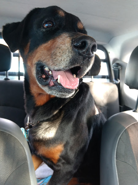 Foto 1 Saúde Animal