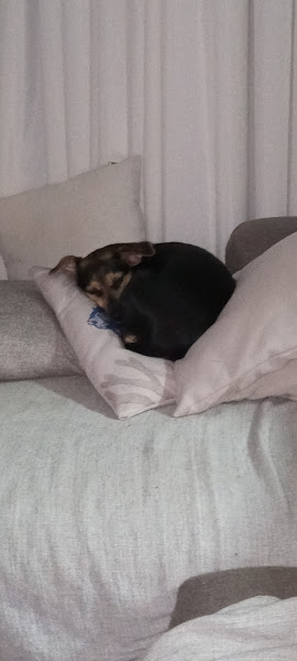 Foto 2 Saúde Animal