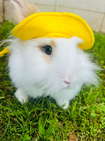 Palma Pereira Clínica Veterinária