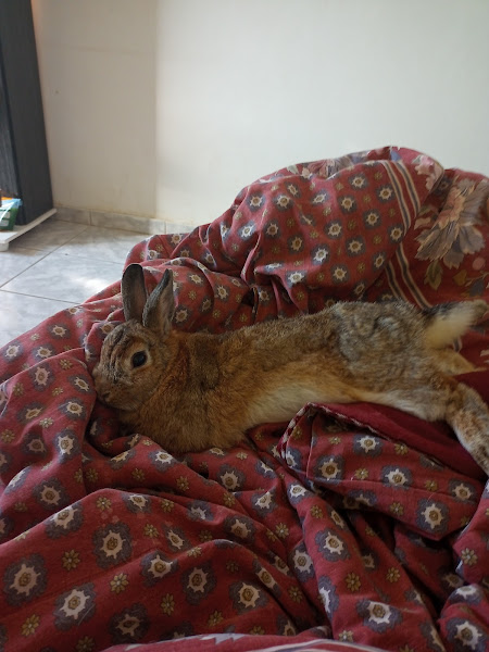 Foto 3 Palma Pereira Clínica Veterinária