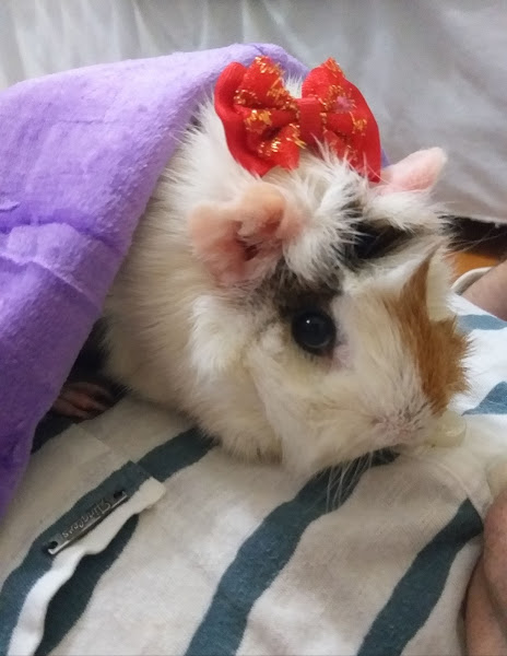 Foto 4 Palma Pereira Clínica Veterinária