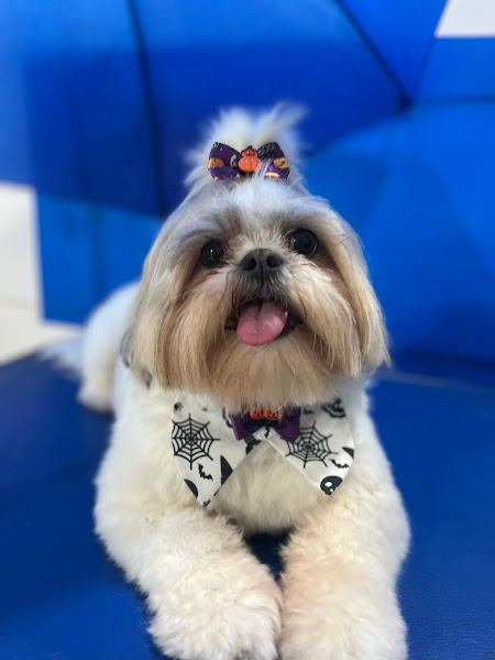 Veterinária Saude Animal Floripa