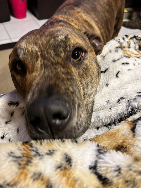 Foto 1 Veterinária Saude Animal Floripa