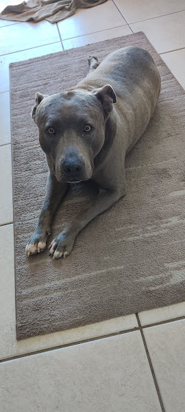 Foto 4 Veterinária Saude Animal Floripa