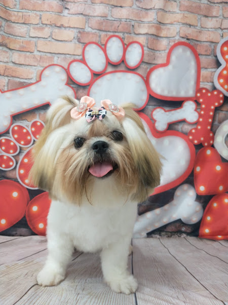 Foto 1 Baby Dog Banho e Tosa