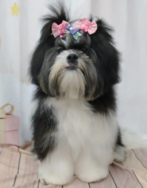 Foto 2 Baby Dog Banho e Tosa