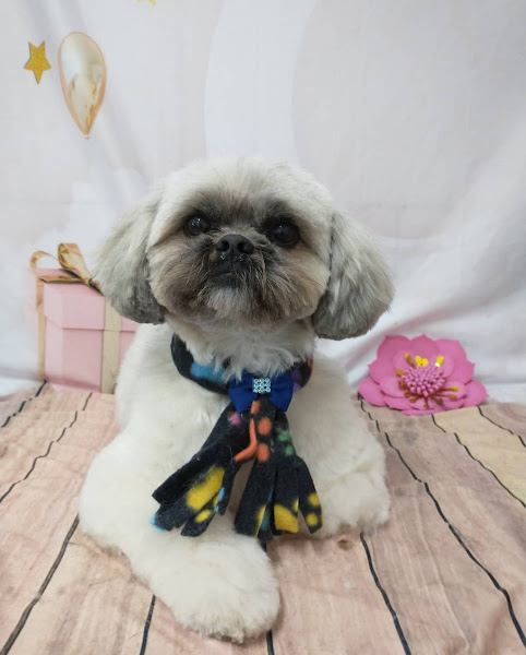 Foto 3 Baby Dog Banho e Tosa