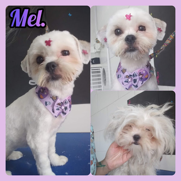 Foto 4 Baby Dog Banho e Tosa