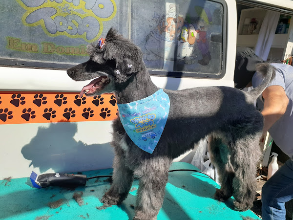 Foto 1 PET SALÃO NAKOMBI