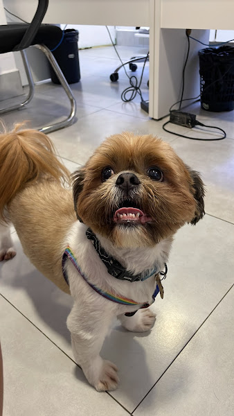 Foto 1 Hospital Veterinário Florianópolis