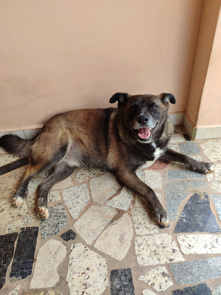 Foto 2 Hospital Veterinário Florianópolis