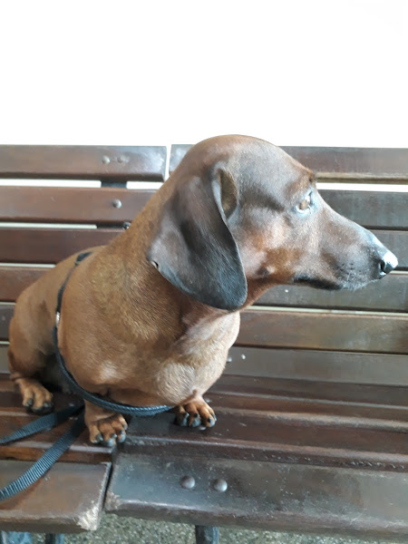 Foto 4 Maskote Pet Shop & Clínica 24 Horas