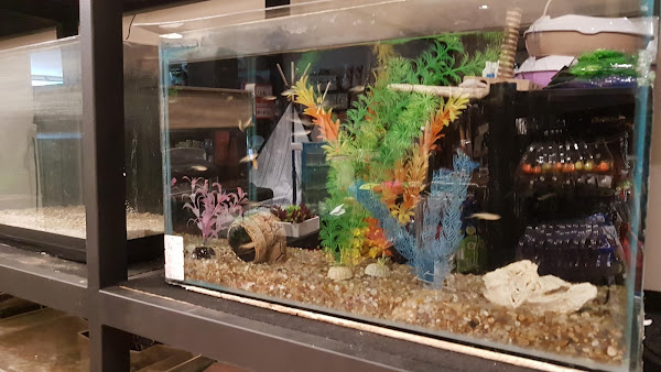 Foto 5 Maskote Pet Shop & Clínica 24 Horas