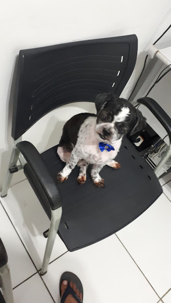 Foto 1 Pet Shop Amazon Dog