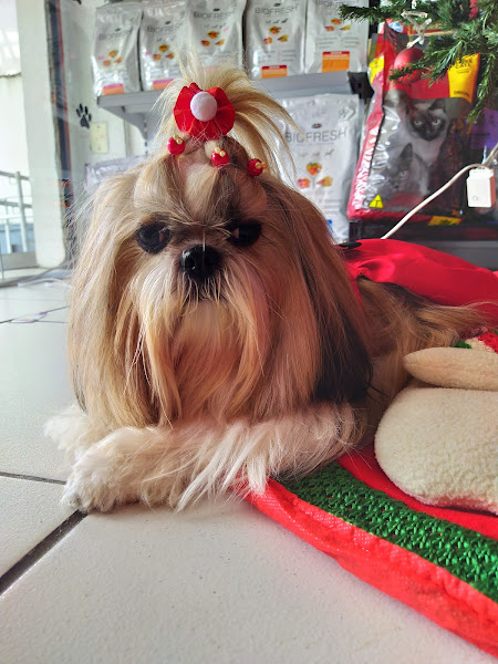 Foto 2 Pet Shop Amazon Dog