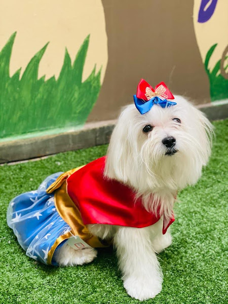 Foto 3 Miss Pet Adrianópolis: Pet Shop, Banho, Tosa, Ração em Manaus AM