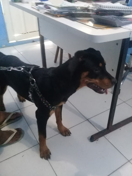 Foto 2 Pegada Pet Shop