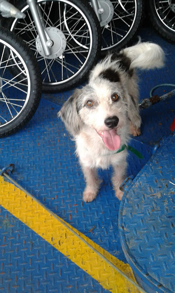 Foto 2 PETSHOP É O BICHO