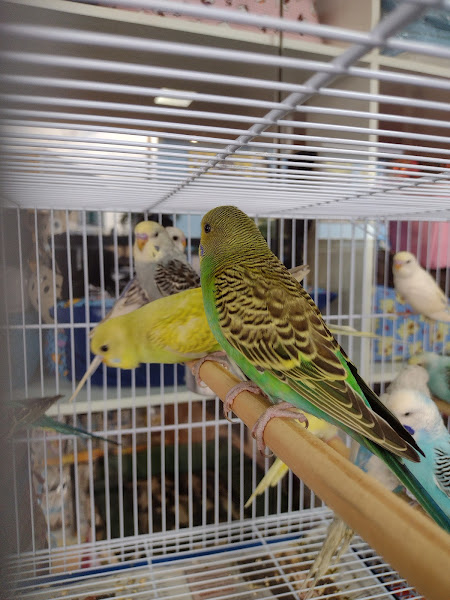 Foto 3 PET SHOP BICHO SAPECA