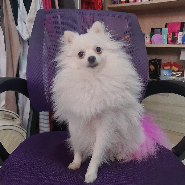 Foto 2 Pet Shop Bicho Capricho