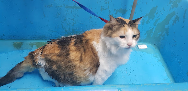 Foto 3 Pet Shop Bicho Capricho