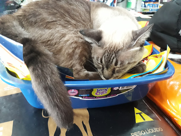 Foto 3 Belo cão Pet Shop