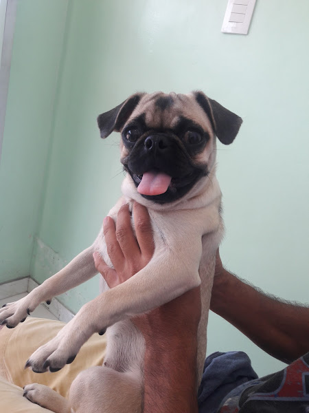 Foto 5 Belo cão Pet Shop