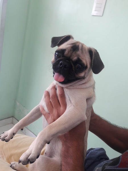 Foto 6 Belo cão Pet Shop