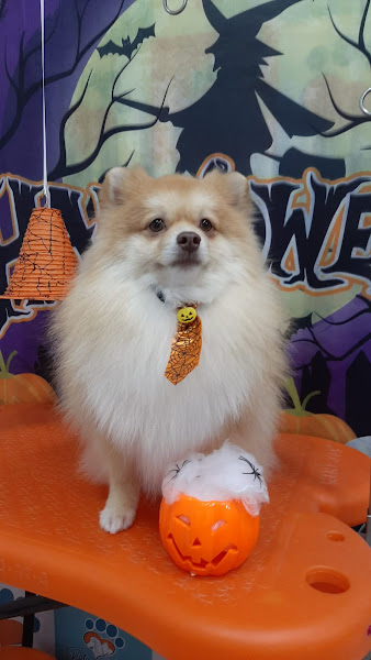 Foto 3 Patas Pet Shop