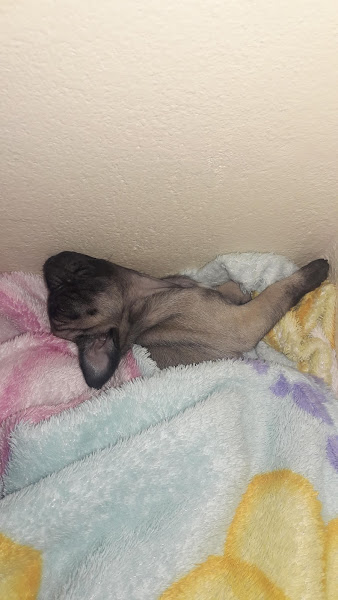 Foto 2 Bicharada Pet Center