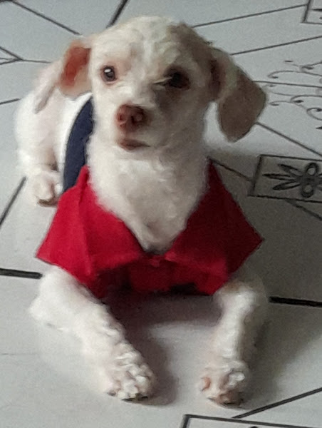 Foto 5 Bicharada Pet Center