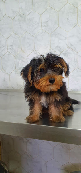 Foto 2 Agrovida Pet Shop