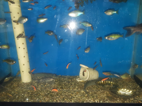 Foto 2 Palácio Animal Clínica Veterinária e Pet Shop