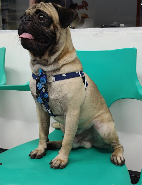 Foto 5 Palácio Animal Clínica Veterinária e Pet Shop