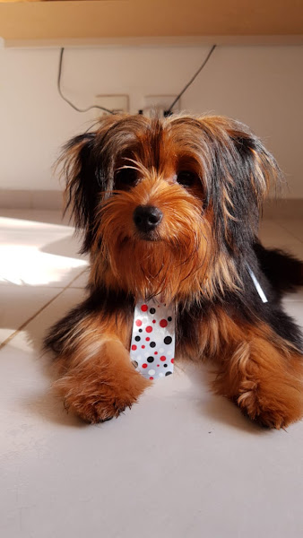 Foto 3 Barao Pet Shop