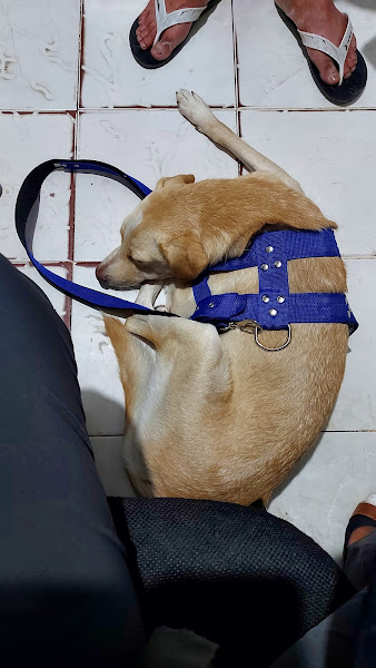 Foto 1 Clinica Veterinária Q Late's