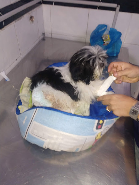 Foto 4 Clinica Veterinária Q Late's