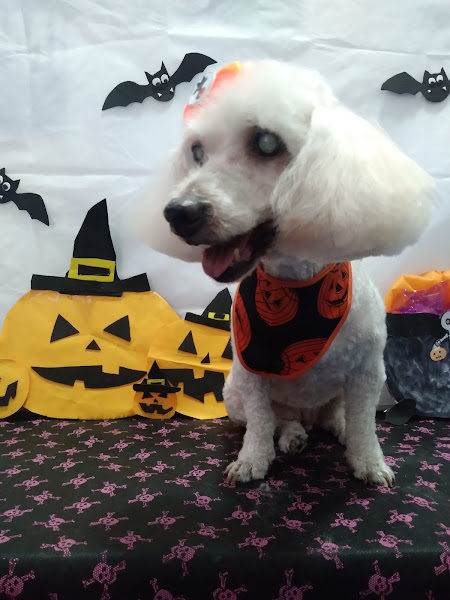 Foto 2 PET SHOP E CONSULTORIO VETERINARIO DOG JR