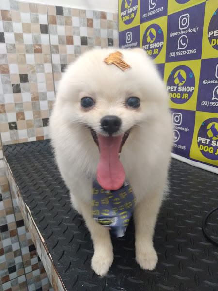 Foto 3 PET SHOP E CONSULTORIO VETERINARIO DOG JR