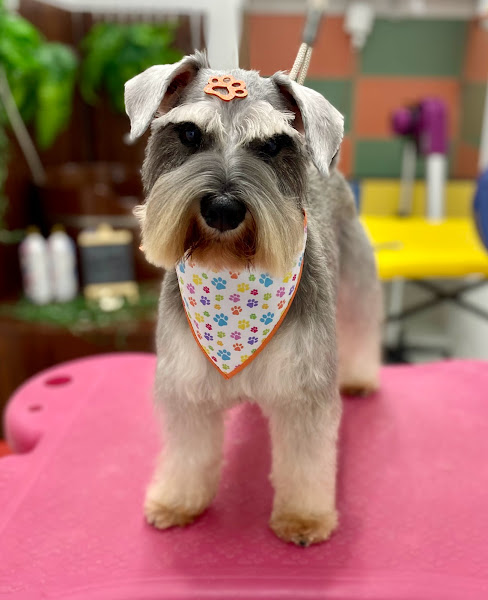 Foto 1 Aumipet’s Pet Shop